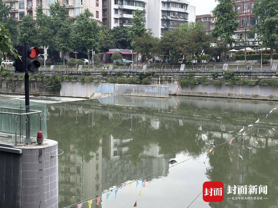 成都又见江上“神”鸟,洗完脚又排排站 网友:在等红绿灯吗?