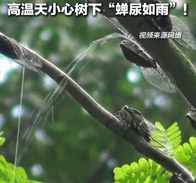夏天在树下淋的雨可能是“蝉尿”,对人体有害吗?