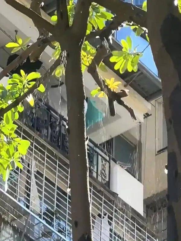 夏天在树下淋的雨可能是“蝉尿”,对人体有害吗?