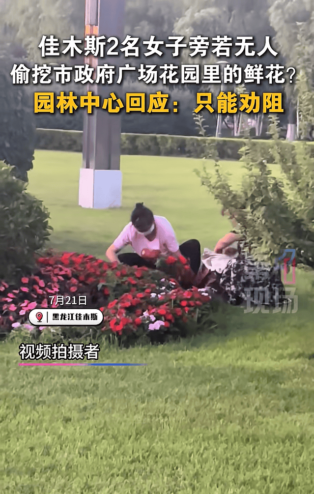黑龙江两女子偷挖市政府广场花园里的鲜花被曝光!园林中心回应:只能劝阻补种