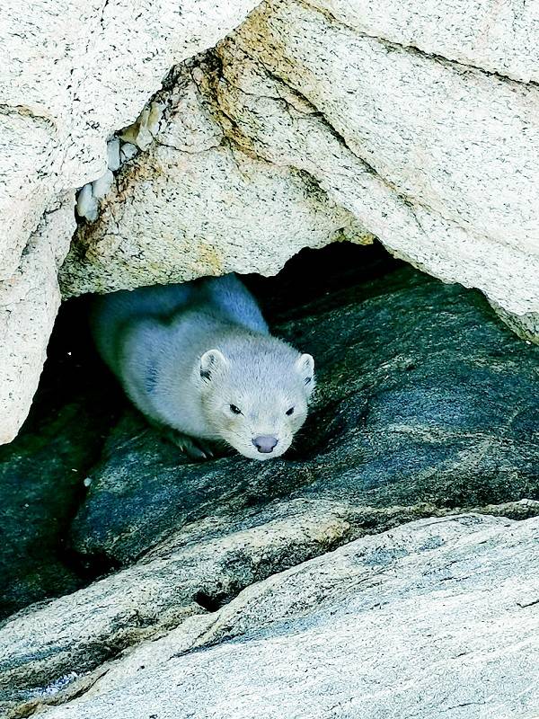 男子旅顺海边钓鱼偶遇一只貂 野保专家：具有一定攻击性