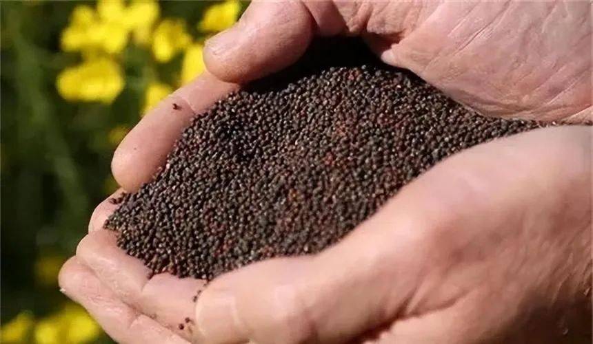 160多国接到通知,中方4天之内再出“重锤”,将加拿大告上WTO,加方再不改错可就晚了