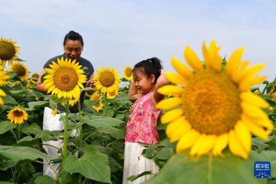 向日葵花开引游人