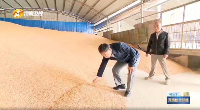 河南省委书记,前往田间地头,拿起玉米了解情况