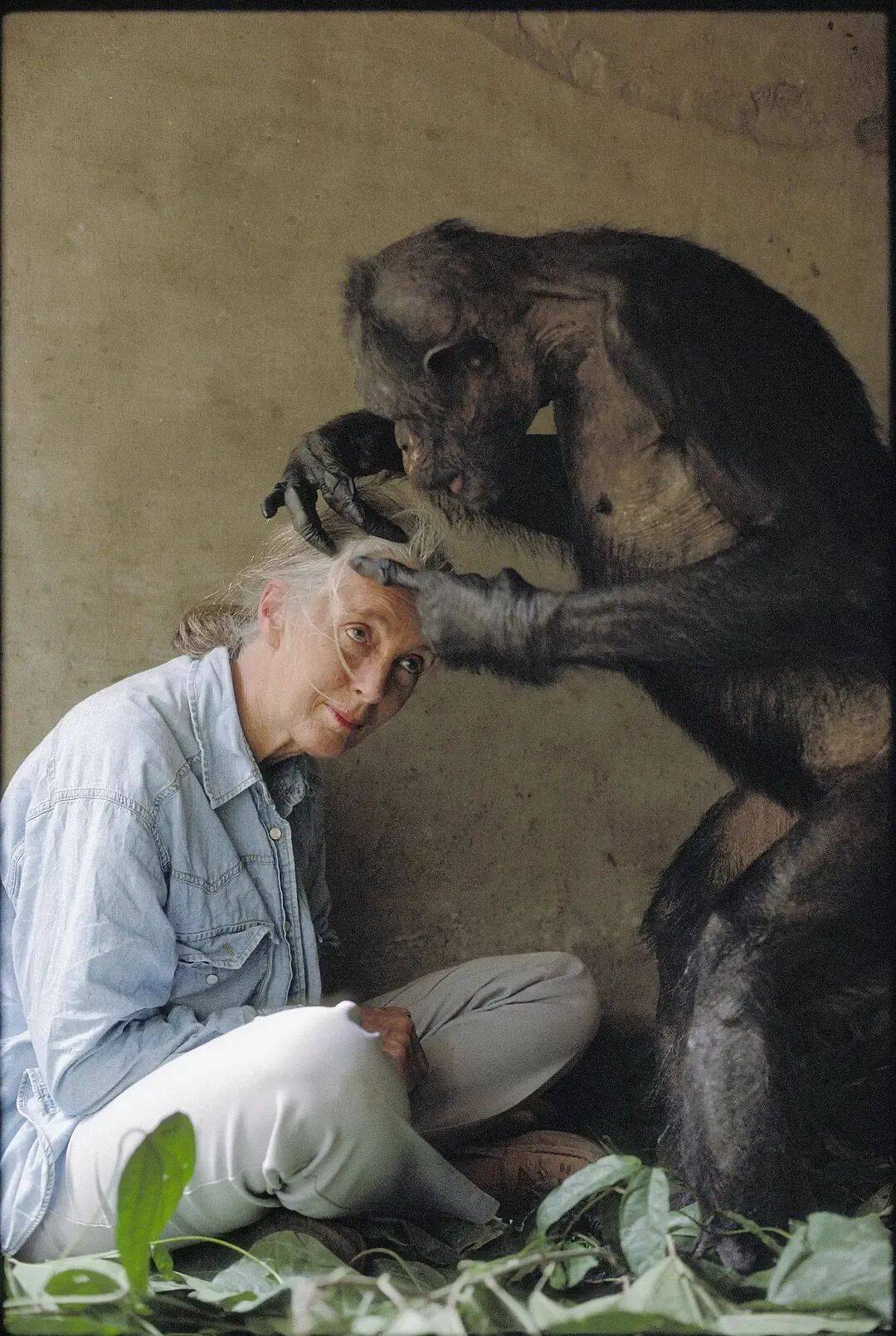 珍·古道尔:她无法看着动物受苦,就像没法看着人类受苦|逝者