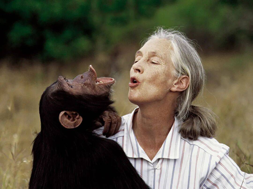 珍·古道尔:她无法看着动物受苦,就像没法看着人类受苦|逝者