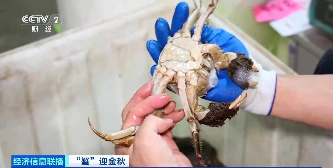 平均月收入约2万元！30年工作经验“金牌挑蟹师”如何选螃蟹？