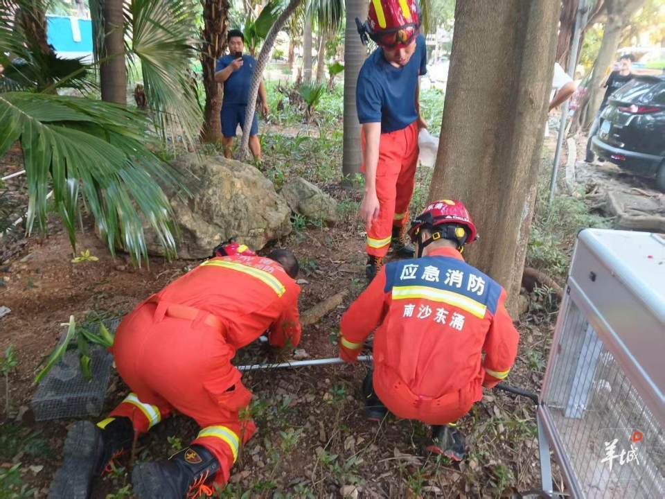 广州一小区蛇患频发:已抓超60条但未探测到蛇窝位置,多方介入