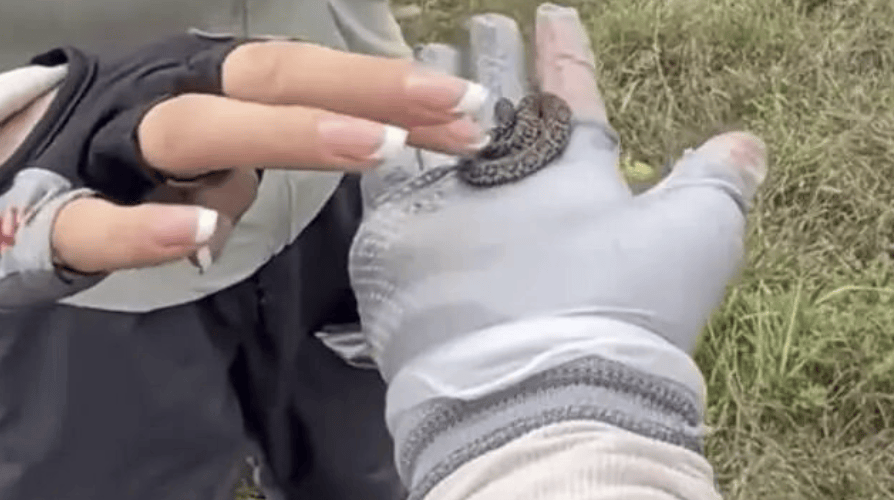后怕!驴友爬山捡到幼蛇轮流抚摸,专家:有剧毒