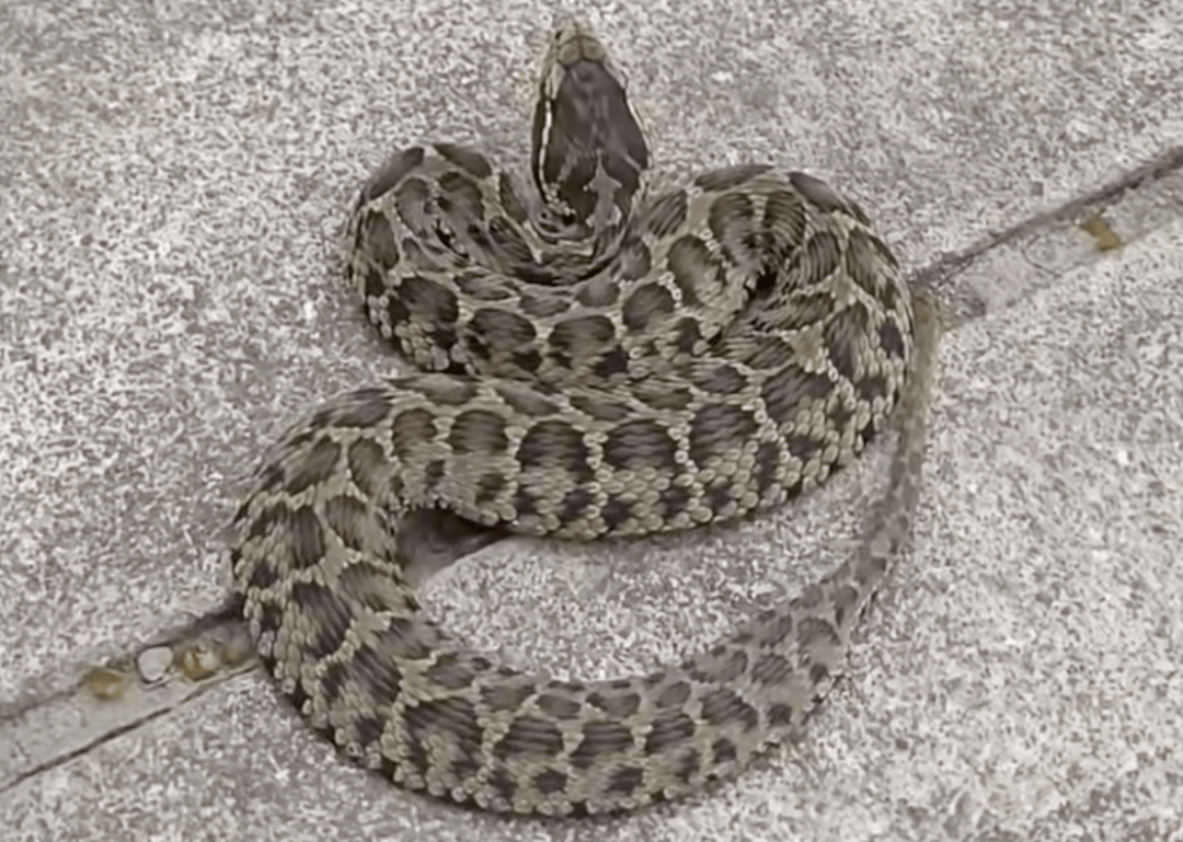 后怕!驴友爬山捡到幼蛇轮流抚摸,专家:有剧毒